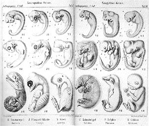 300x254 Strange Science Mammals