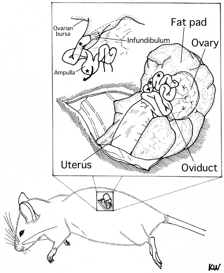 446x542 The Manual For Lab Mouse