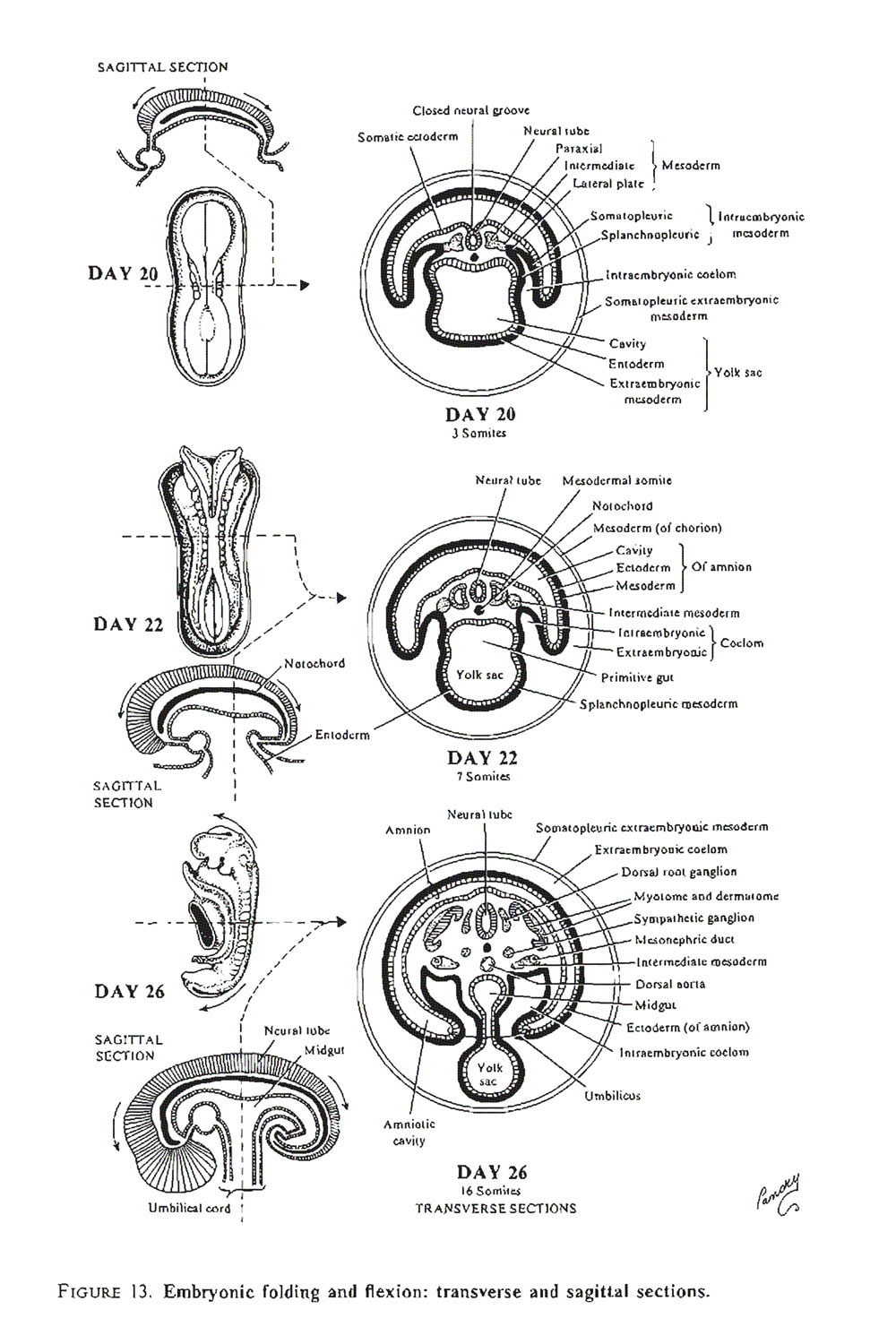 The best free Embryo drawing images. Download from 37 free drawings of ...