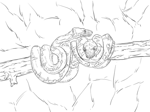 480x360 Emerald Tree Boa Coloring Page Free Printable Coloring Pages
