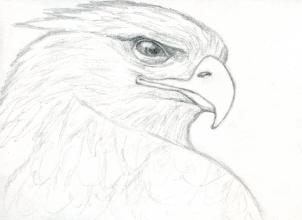 302x220 How To Draw A Realistic Horse, Draw Real Horse, Step By Step, Farm