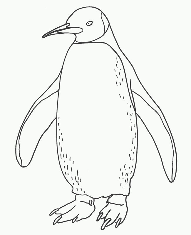 650x800 Penguins Coloring Pages Can Help Your Child To Learn The Names