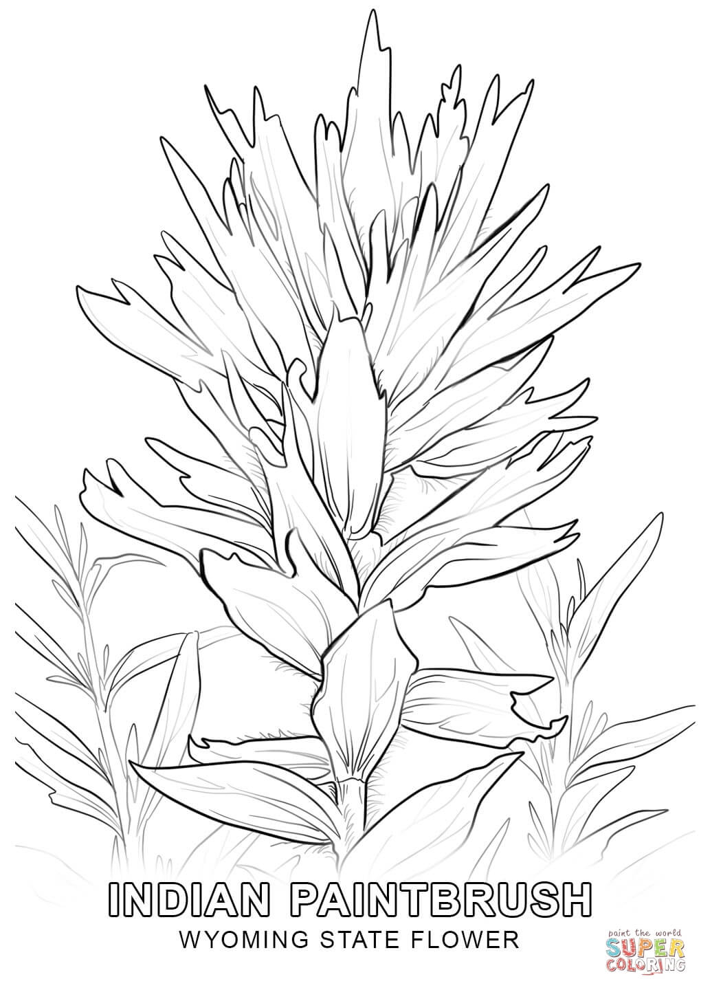 1020x1440 Wyoming State Flower Coloring Page Free Printable Coloring Pages
