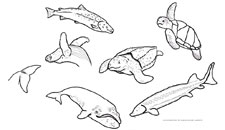 225x130 Endangered Species Day Amp Art Contest Greater Atlantic Regional