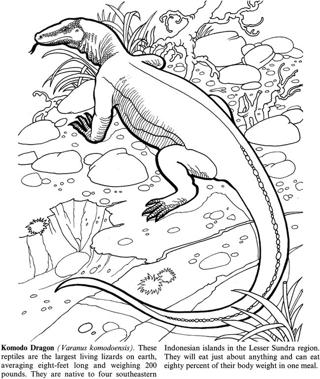 650x770 Welcome To Dover Publications Endangered Animals Kids Coloring