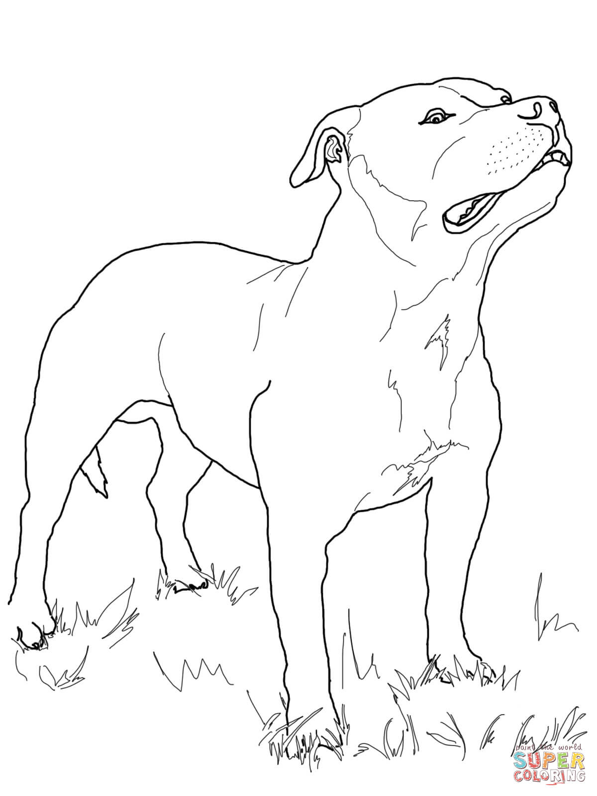 1200x1600 Bull Terrier Drawing Staffordshire Bull Terrier Coloring Page