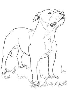 236x314 Click Staffordshire Bull Terrier Colouring Page To View