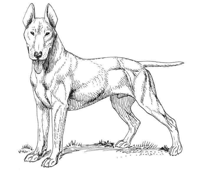 685x592 Filebull Terrier (Psf).jpg
