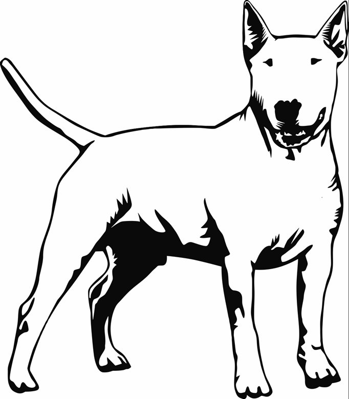 682x780 Standing Bull Terrier Printable Image Illustration Sketch
