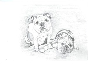 300x218 English Bulldog Drawings