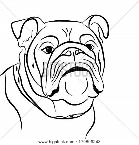 449x470 English Bulldog Images, Illustrations, Vectors