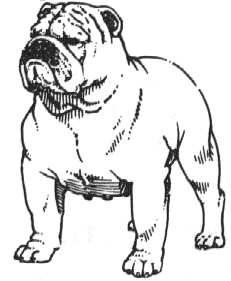 231x281 An Illustrated Guide To The Bulldog Standard, English Bulldog
