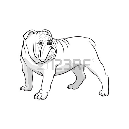 450x450 English Bulldog. French Bulldog. Dog On A White Background. Vector
