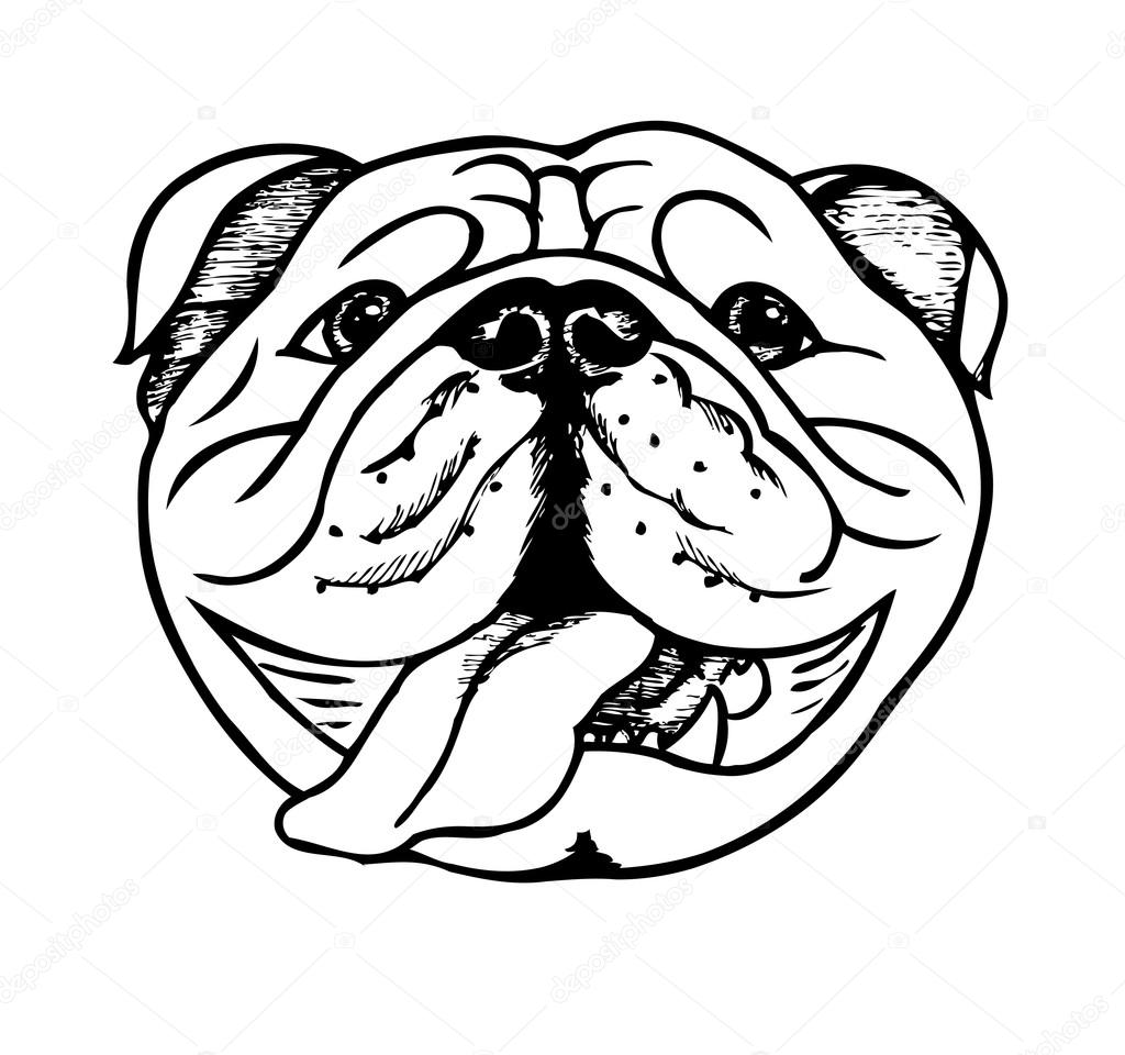 1024x960 English Bulldog Head Stock Vector Minyanna