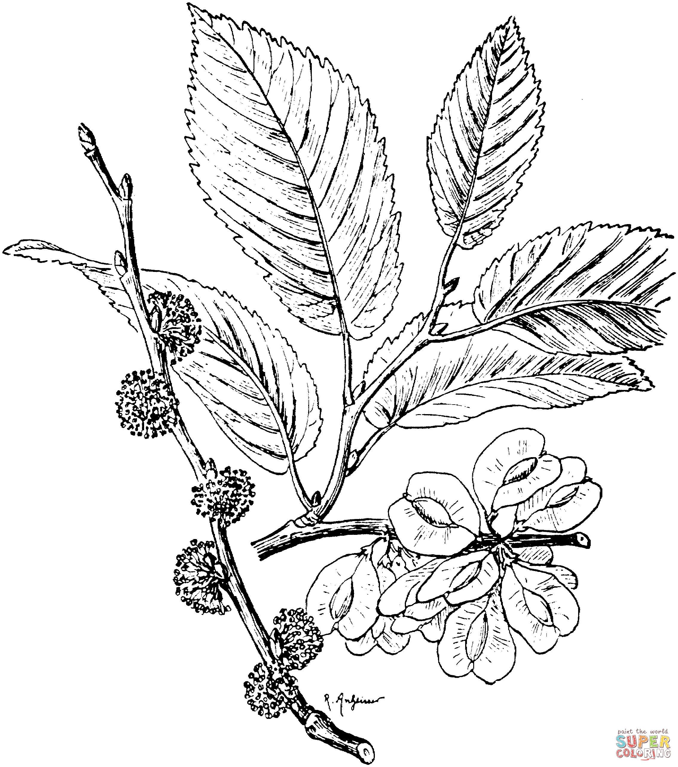 2268x2567 English Or Common Elm Branchlet Coloring Page Free Printable