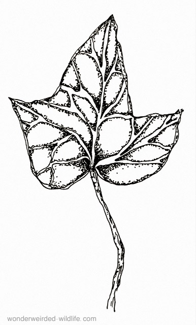 386x640 Ivy Drawings For Our Birth Flowers Of The Month January Collection