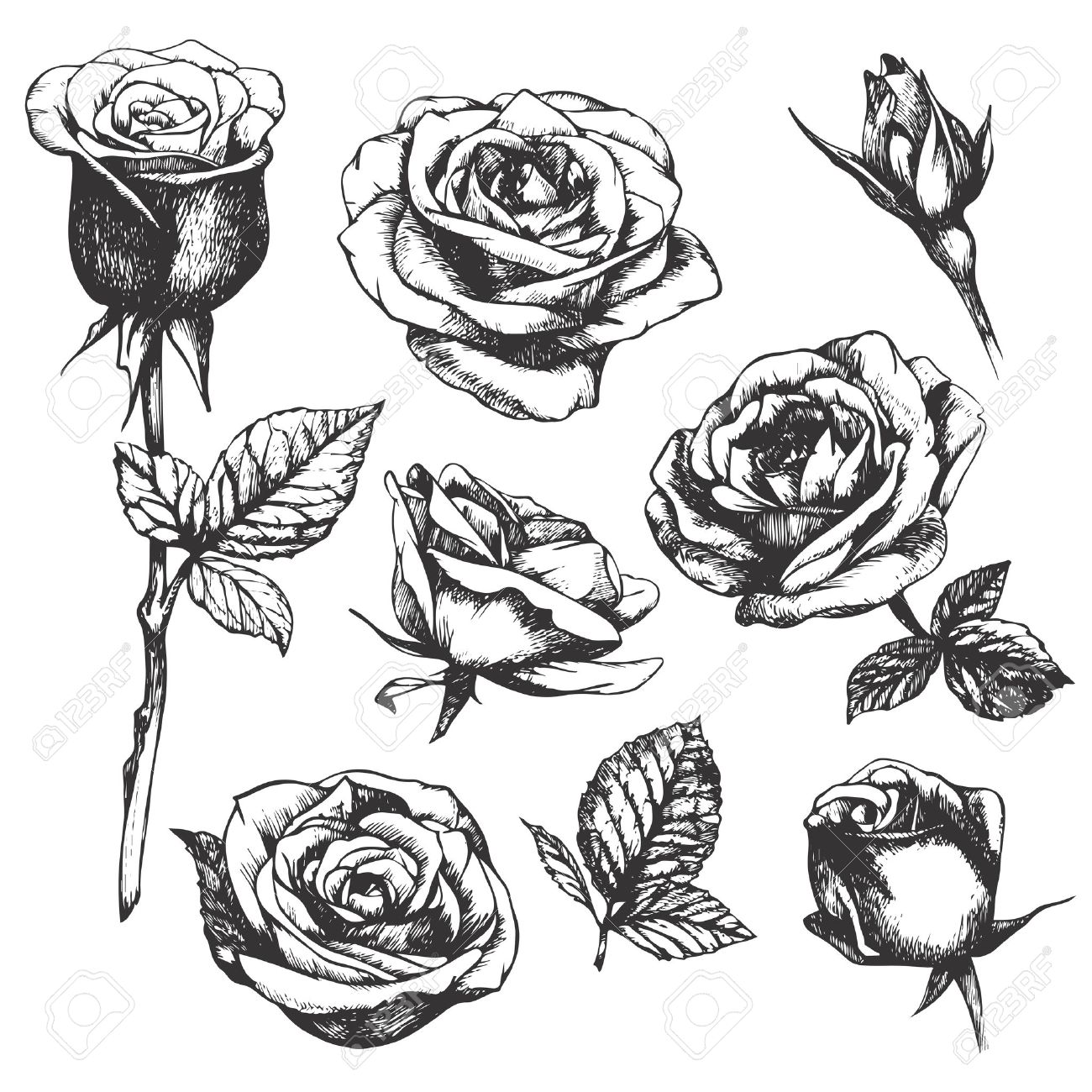 1300x1300 Set Of Highly Detailed Hand Drawn Roses. Vector Royalty Free