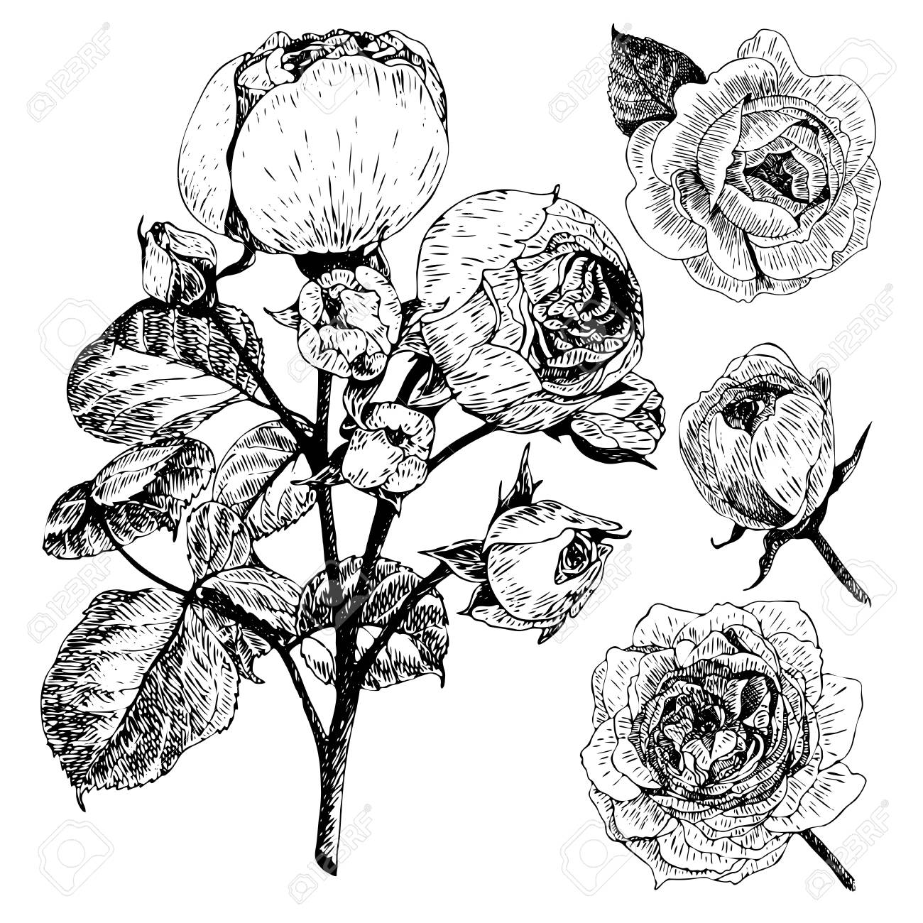 1300x1300 Vector Hand Drawn Illustration Of English Roses. Vintage Engraved