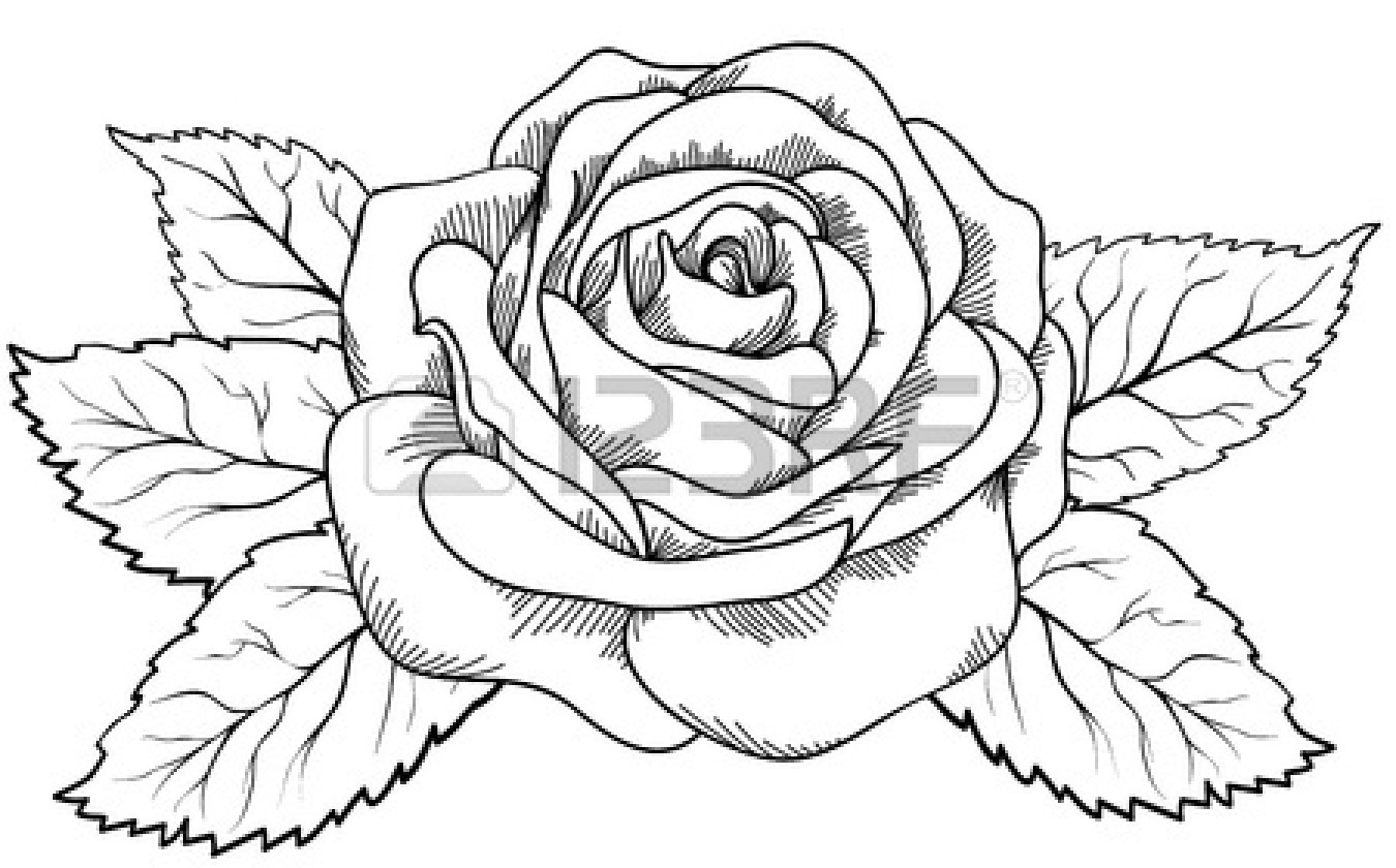 1350x840 English Tea Rose Drawing