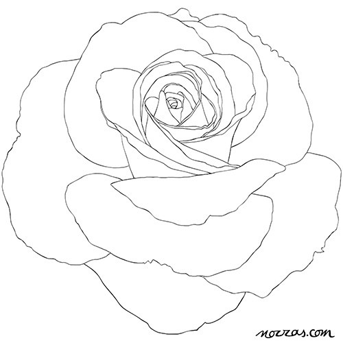 500x500 Coloring Page For Adults English Rose In High Res