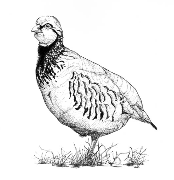 676x696 Partridge' Printed On Smooth, White 280gsm Board And Supplied