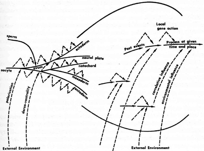 850x632 Wright's Drawing Of The Relationship Between Genes And Environment