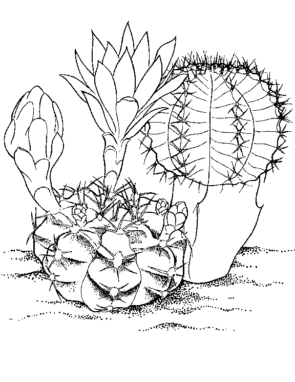 576x745 Growing Things