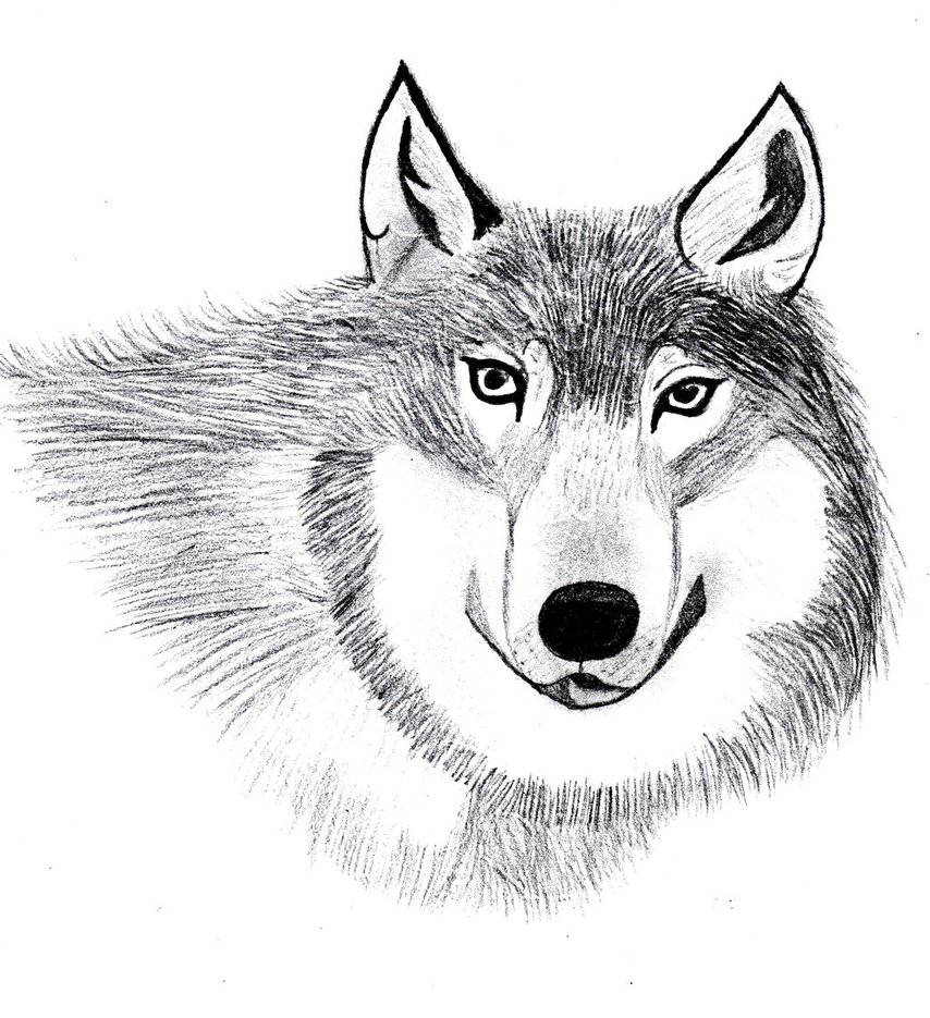 Epic Wolf Drawing at GetDrawings | Free download