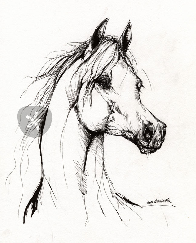 647x800 Arabian Horse Drawing Drawing Art Prints And Posters By Angel