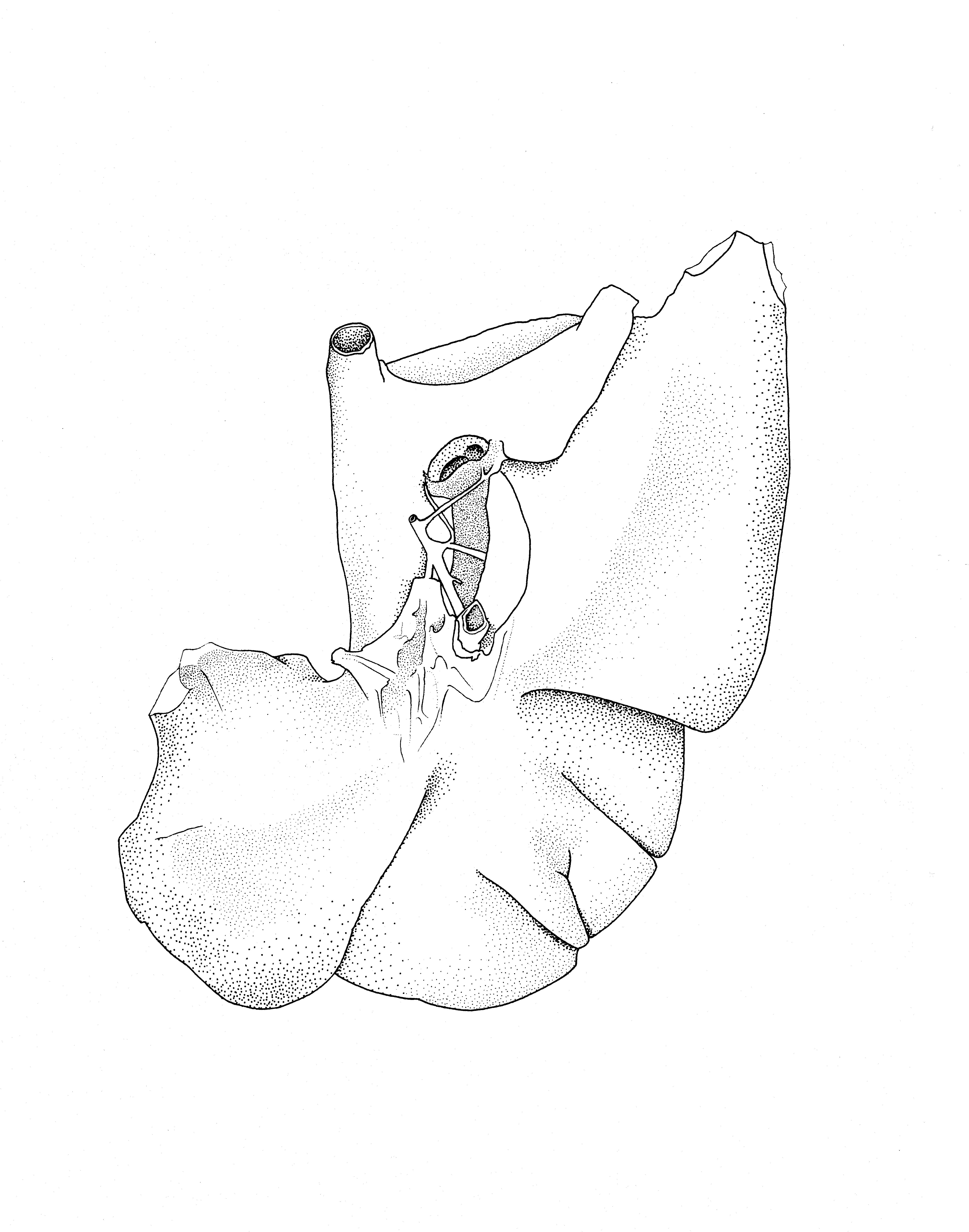 4965x6312 Anatomical Drawing Equine Liver