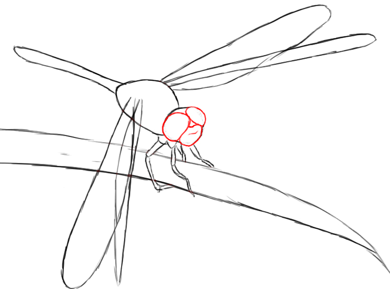 776x576 How To Draw A Dragonfly Paper Drawing, Pencil Eraser And Dragonflies