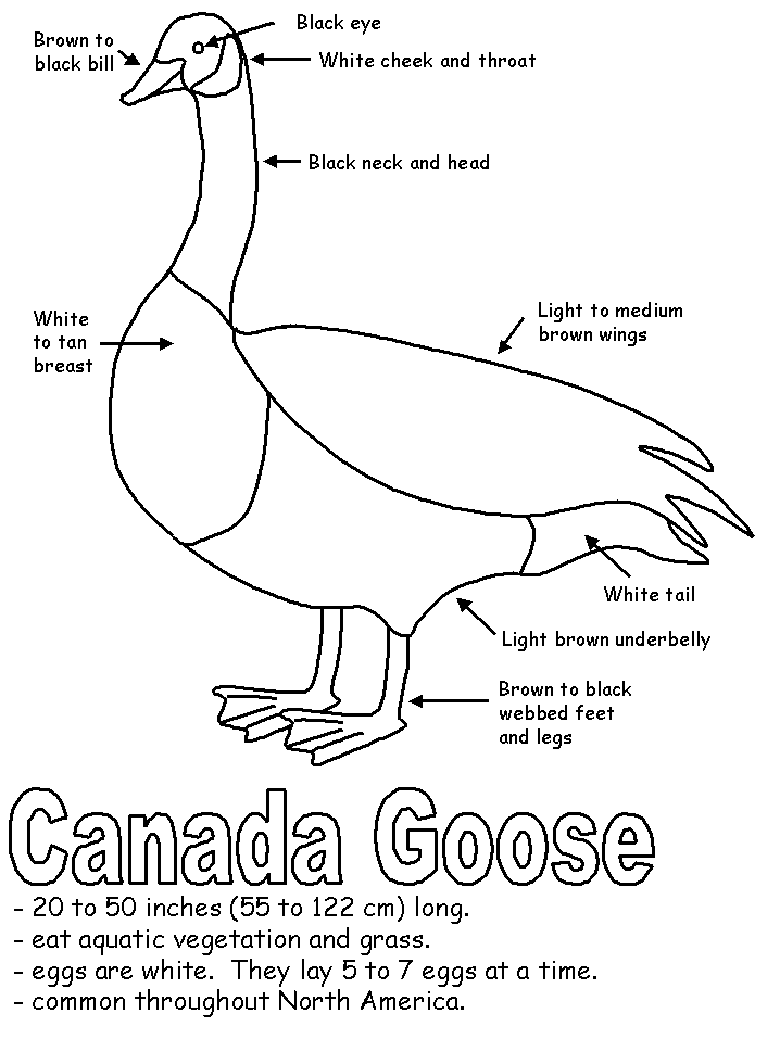 718x957 Canada Worksheets Canadian Birds Activities Esl