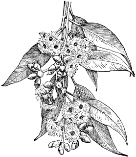 278x320 Eucalyptus Diversicolor Clipart Etc