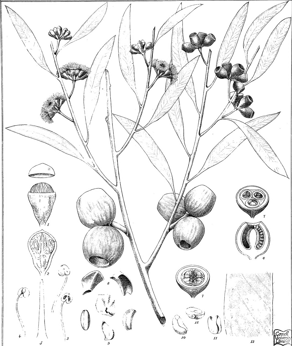 1200x1423 Eucalyptus Buprestium