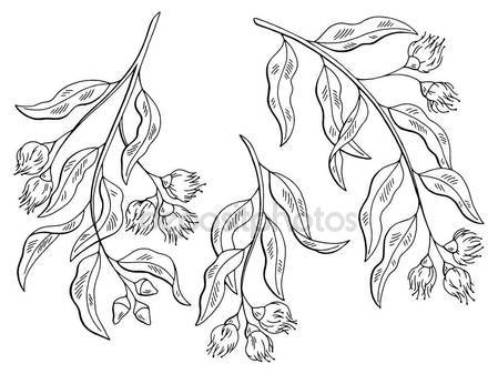 449x337 Eucalyptus Graphic Black White Isolated Sketch Illustration Vector