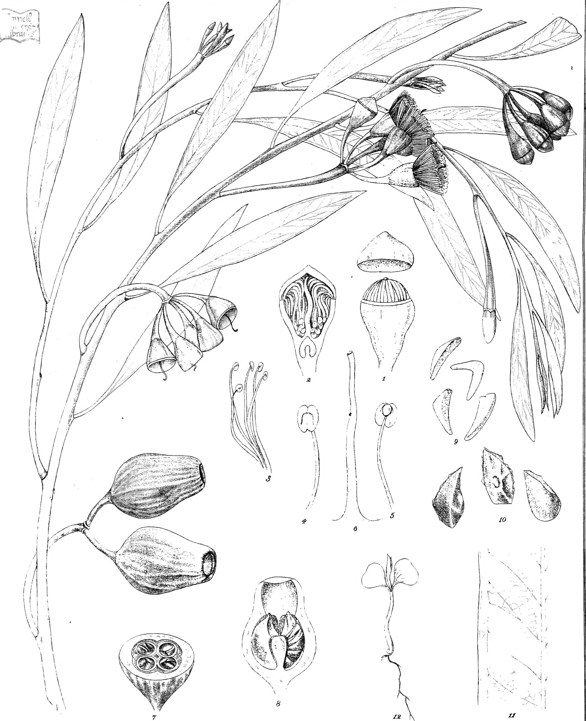 2290x2818 Eucalyptus Sepulcralis