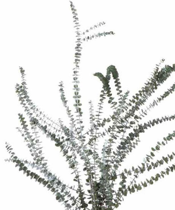 613x734 Baby Blue (Eucalyptus)