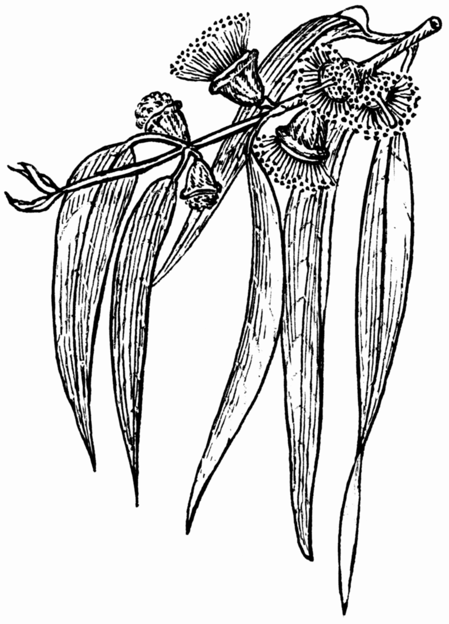 1503x2087 Fileeucalyptus (Psf).png