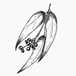 250x250 Organic Eucalyptus Essential Oil (Certified)