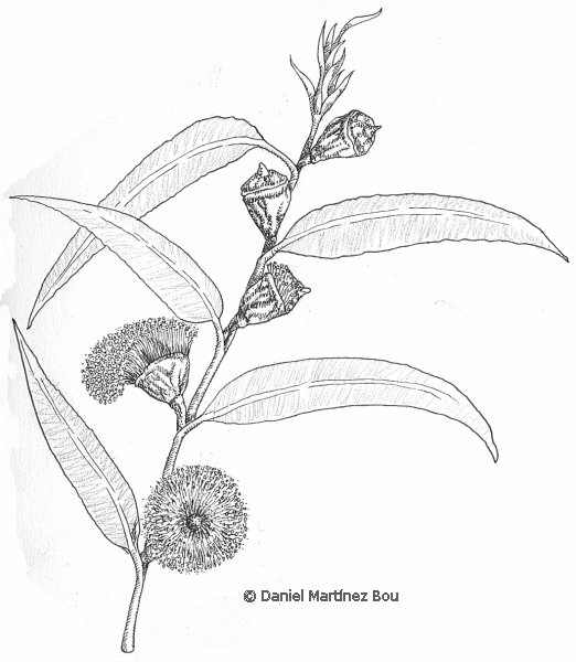 522x600 Properties Of Eucalyptus