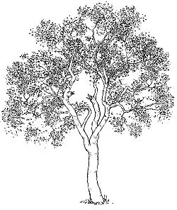 250x296 Townsville Soe