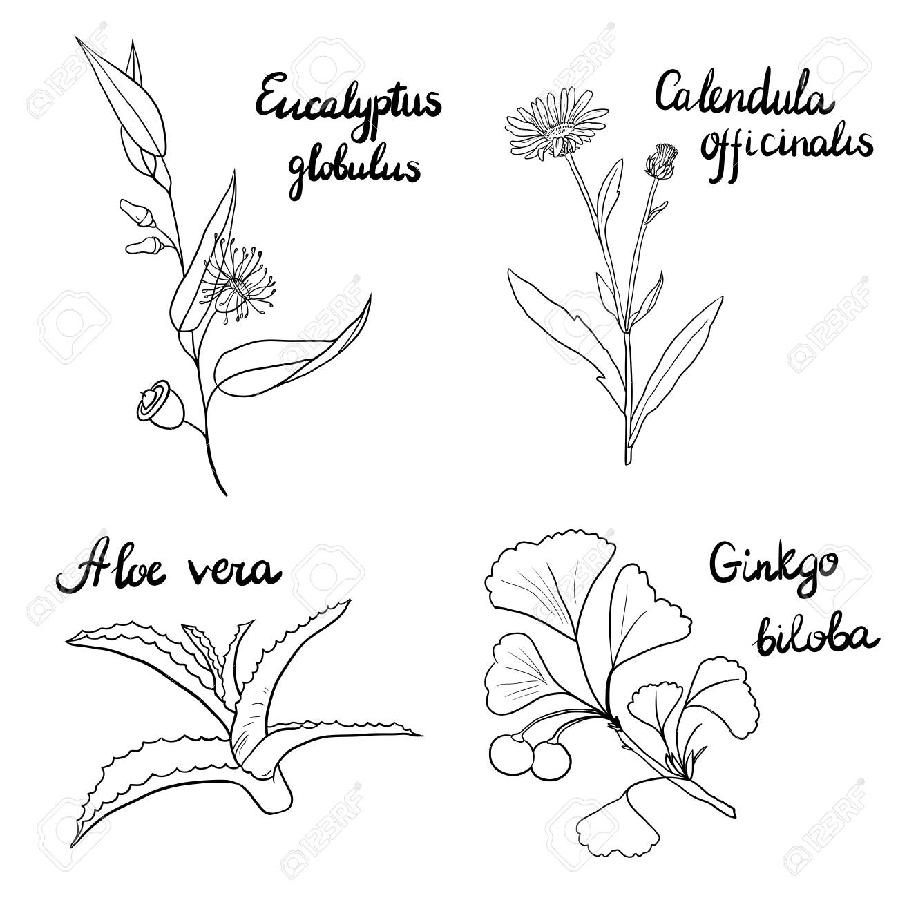 1300x1300 Vector Set Of Hand Drawn Medical Herbs, Line Drawing Branches