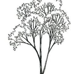 250x250 White Eucalyptus Tree Service