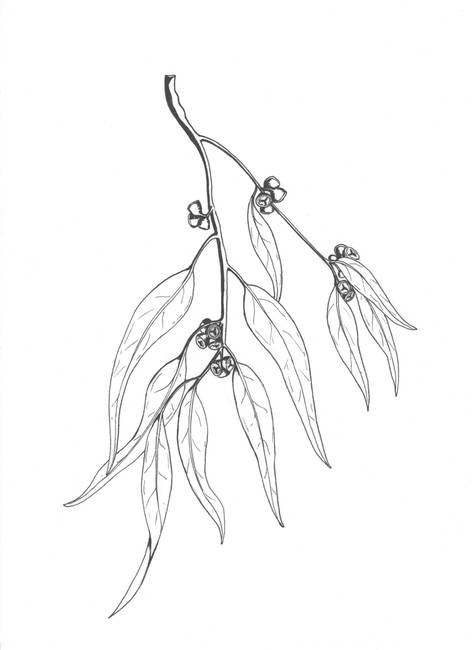 472x650 Eucalyptus By Cynth