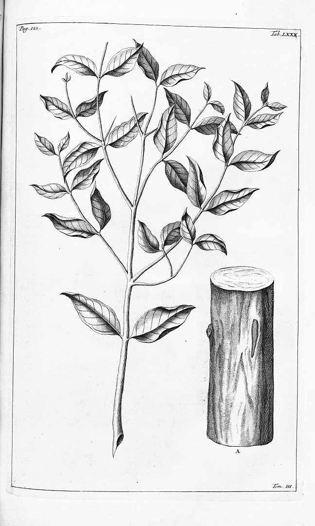 648x1080 Eucalyptus Drawing