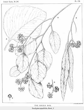 268x350 Eucalyptus Drawing