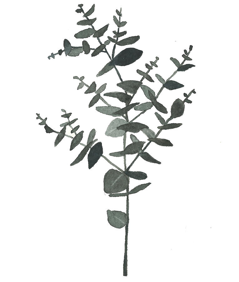 765x900 Eucalyptus Drawing Ink Ideas Tatoo And Tattoo