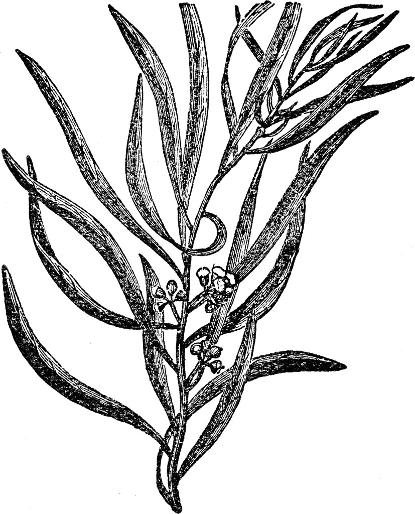 827x1024 Eucalyptus Citriodora Essential Oil