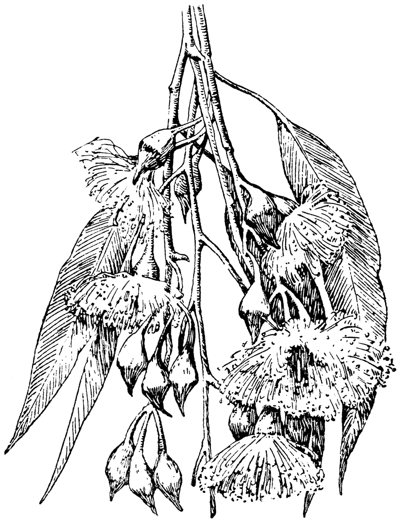791x1024 Eucalyptus Leucoxylon Clipart Etc
