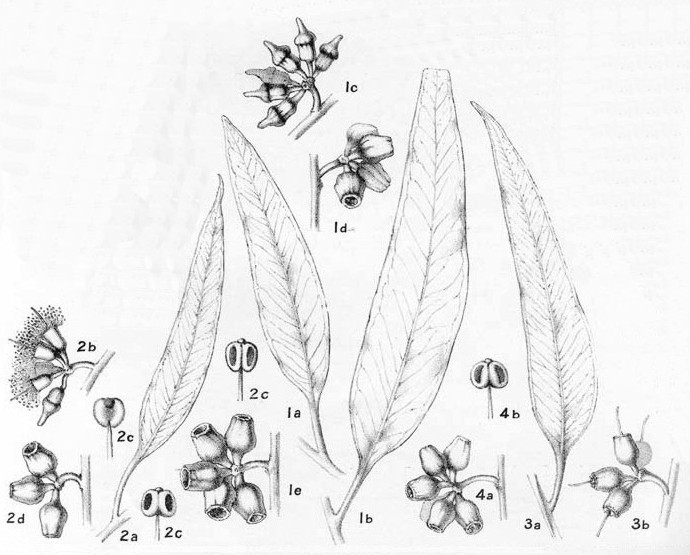 690x555 Eucalyptus Flocktoniae